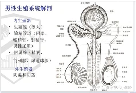 男性 生殖器|【医師監修】ペニスの構造とその役割とは？個人差は？ 